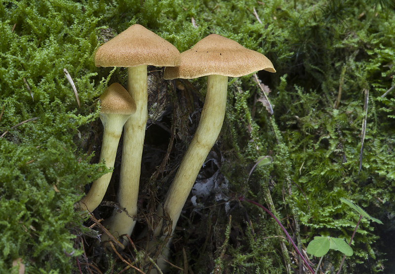 Cortinarius cinnamomeus